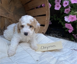 Goldendoodle (Miniature) Puppy for sale in GRABILL, IN, USA
