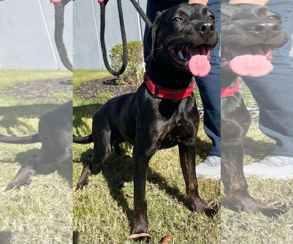Medium Photo #8 Labrador Retriever-Unknown Mix Puppy For Sale in Munford, TN, USA