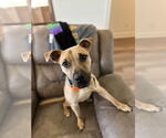 Small #2 Black Mouth Cur Mix