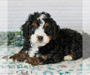 Bernedoodle (Miniature) Puppy for sale in LITITZ, PA, USA