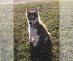 Small Photo #10 Siberian Husky Puppy For Sale in SILEX, MO, USA