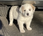 Puppy 2 Great Pyrenees-Maremma Sheepdog Mix
