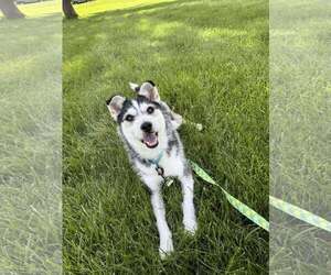 Siberian Husky-Unknown Mix Dogs for adoption in Stephens City, VA, USA