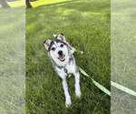 Small Siberian Husky Mix