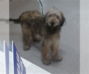 Irish Terrier-Unknown Mix Dogs for adoption in Louisville, KY, USA
