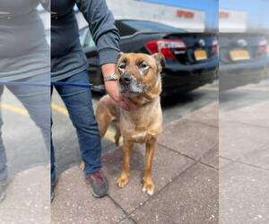 DRAKO - Male Mutt Dog for Adoption - Photo #12