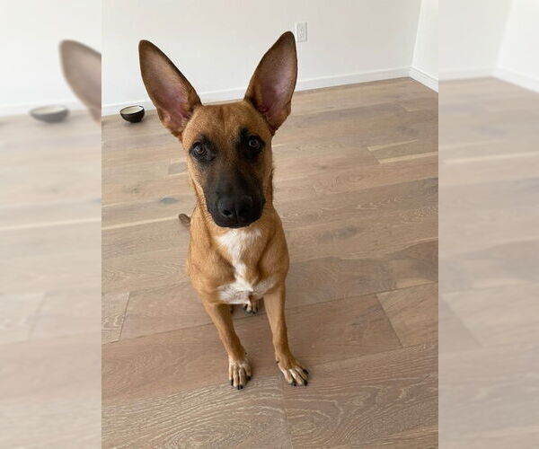 Medium Photo #8 Mutt Puppy For Sale in Los Angeles, CA, USA