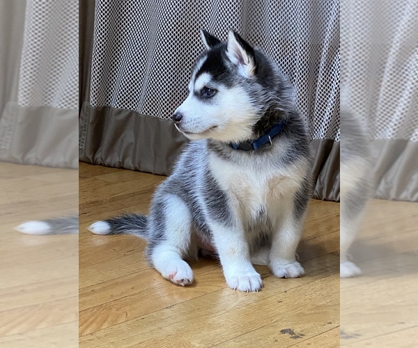 Medium Photo #7 Siberian Husky Puppy For Sale in LYNNWOOD, WA, USA