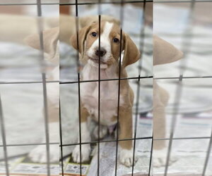 Labradoodle Dogs for adoption in SHERBURNE, NY, USA