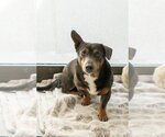 Small Photo #5 Dachshund-Unknown Mix Puppy For Sale in Studio City, CA, USA