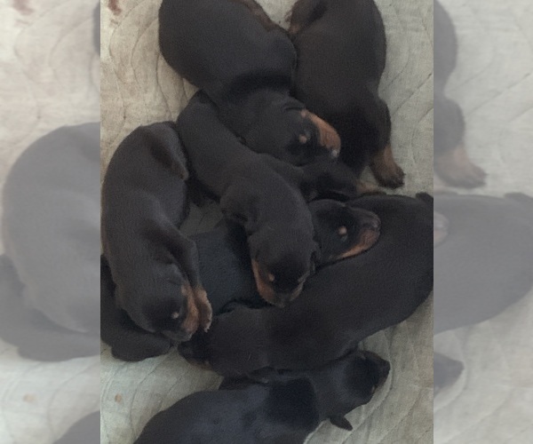 Medium Photo #1 Doberman Pinscher Puppy For Sale in NORCO, CA, USA