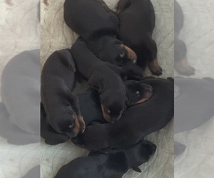 Doberman Pinscher Puppy for Sale in NORCO, California USA