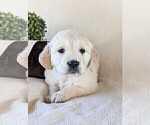 Small Photo #11 Golden Retriever Puppy For Sale in GREENCASTLE, PA, USA