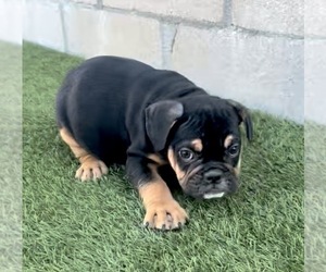 English Bulldog Puppy for sale in LAS VEGAS, NV, USA