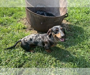 Father of the Dachshund puppies born on 11/01/2021