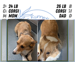 Small #10 Pembroke Welsh Corgi