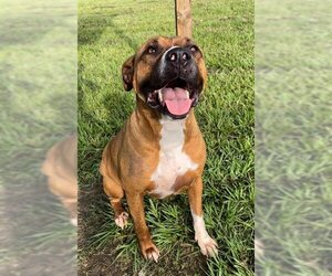 Boxer-Staffordshire Bull Terrier Mix Dogs for adoption in Rosenberg, TX, USA