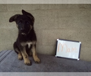 German Shepherd Dog Puppy for Sale in LOGAN, Ohio USA