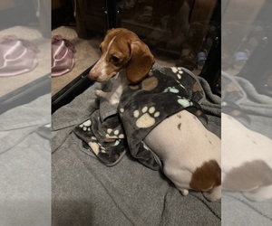 Mother of the Dachshund puppies born on 11/24/2025