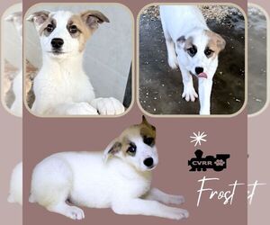 Australian Shepherd-Unknown Mix Dogs for adoption in Lindsay, CA, USA