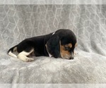 Small Photo #3 Beagle Puppy For Sale in LAKELAND, FL, USA