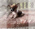 Small Photo #1 Chihuahua Puppy For Sale in SAINT AUGUSTINE, FL, USA