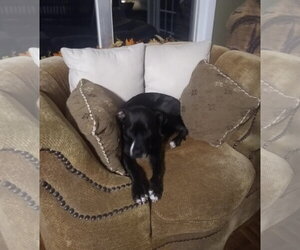Rosie - Female Boxer-Unknown Mix Dog for Adoption - Photo #8