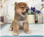 Small Photo #6 Shiba Inu Puppy For Sale in TRENTON, NJ, USA