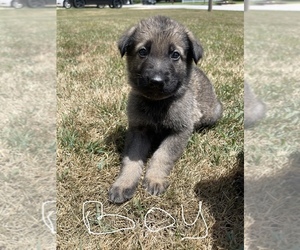 German Shepherd Dog Puppy for sale in JOPLIN, MO, USA