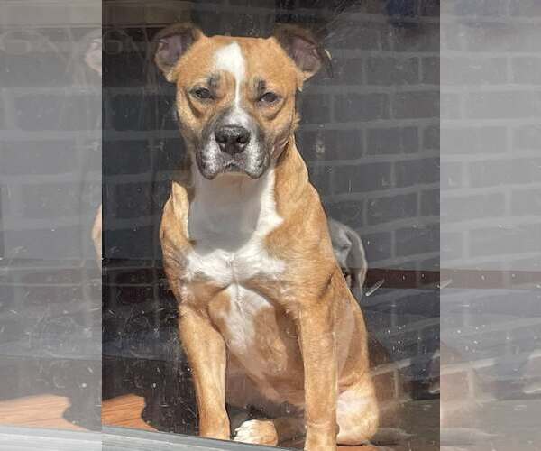 Medium Photo #1 American Pit Bull Terrier-Bulldog Mix Puppy For Sale in Mt. Gilead, OH, USA