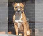 Small American Pit Bull Terrier-Bulldog Mix