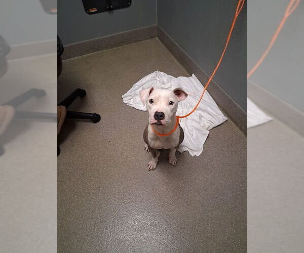 Medium Photo #1 American Pit Bull Terrier-Unknown Mix Puppy For Sale in Las Vegas, NV, USA