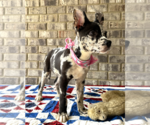 Small #6 Bulldog-Catahoula Leopard Dog Mix