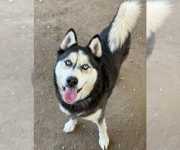 Medium Photo #3 Siberian Husky Puppy For Sale in Riverside, CA, USA