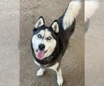 Small #2 Siberian Husky