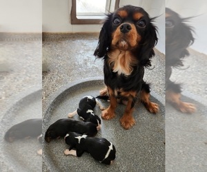 Mother of the Cavalier King Charles Spaniel puppies born on 01/16/2026