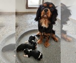 Small Photo #1 Cavalier King Charles Spaniel Puppy For Sale in CARLISLE, KY, USA