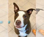 Small #29 American Pit Bull Terrier-Labrador Retriever Mix