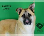 Small #1 German Shepherd Dog Mix