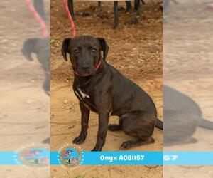 Plott Hound-Unknown Mix Dogs for adoption in Mobile, AL, USA