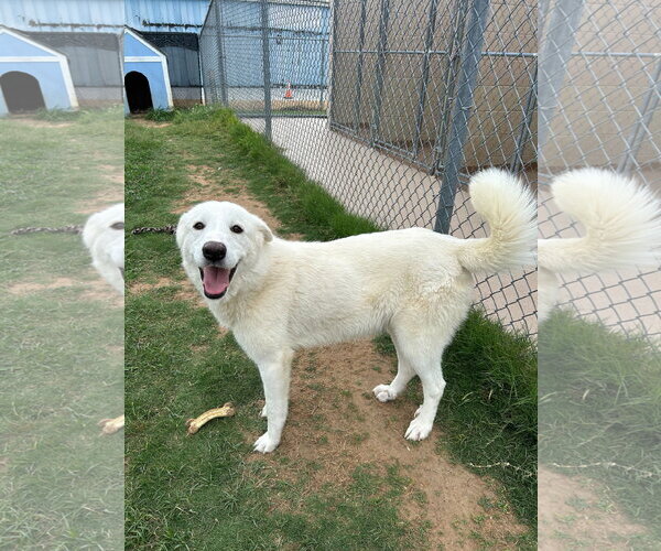 Medium Photo #2 Great Pyrenees-Unknown Mix Puppy For Sale in Croydon, NH, USA