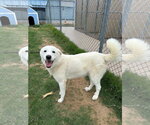 Small #1 Great Pyrenees Mix