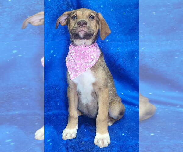 Medium Photo #2 Labrador Retriever-Unknown Mix Puppy For Sale in Wetumpka, AL, USA