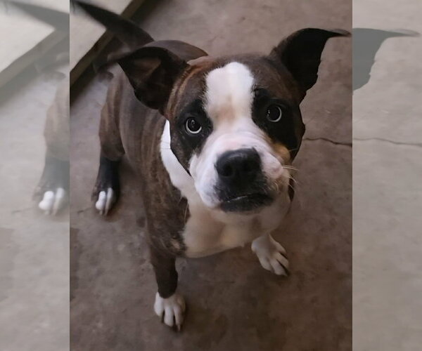 Medium Photo #2 Boston Terrier-Boxer Mix Puppy For Sale in Alexander, AR, USA