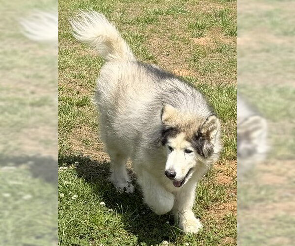 Medium Photo #3 Alaskan Malamute Puppy For Sale in Newfoundland, PA, USA