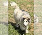 Small #2 Alaskan Malamute