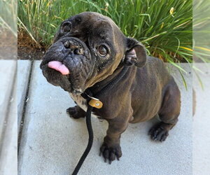 Bulldog-Unknown Mix Dogs for adoption in Long Beach, CA, USA