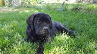 Mastiff Puppy for sale in MESA, WA, USA
