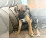 Small #3 Black Mouth Cur-Labrador Retriever Mix