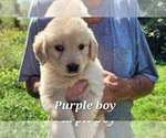 Small Photo #1 Golden Retriever Puppy For Sale in THAXTON, VA, USA